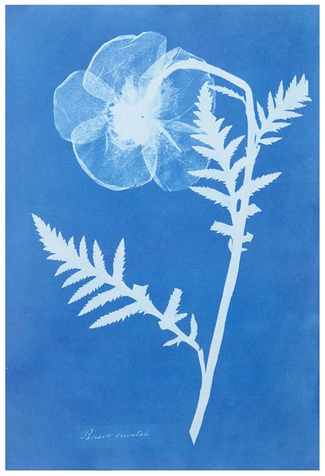 Papaver Orientale (Oriental poppy) by Anna Atkins