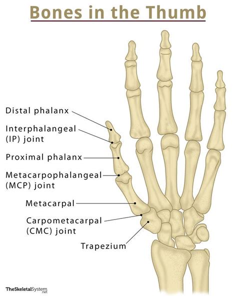 Hand Bones - Names & Structure with Labeled Diagrams