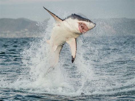 Why Do Great White Sharks Jump Out Of The Water? – Ocean Action Hub