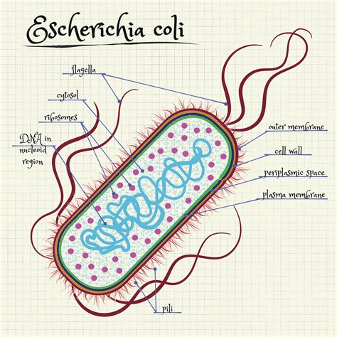 the structure of Escherichia coli - GE Reports