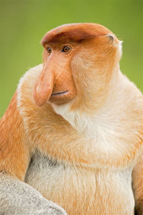 Proboscis Monkey