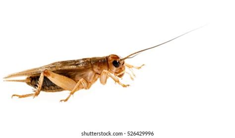 216 Gryllus assimilis Images, Stock Photos & Vectors | Shutterstock