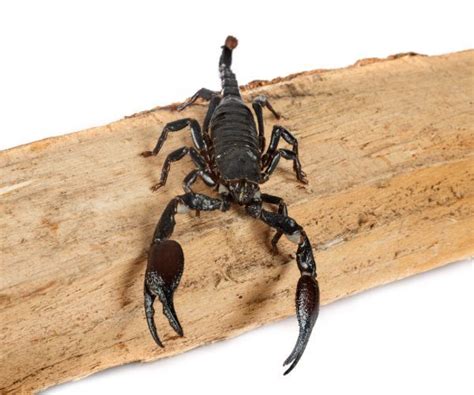 Asian Forest Scorpion (Caresheet) - SnakeTracks.com