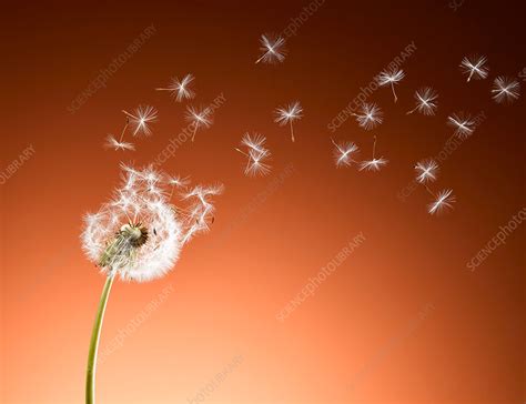 Dandelion seeds blowing - Stock Image - F015/3292 - Science Photo Library