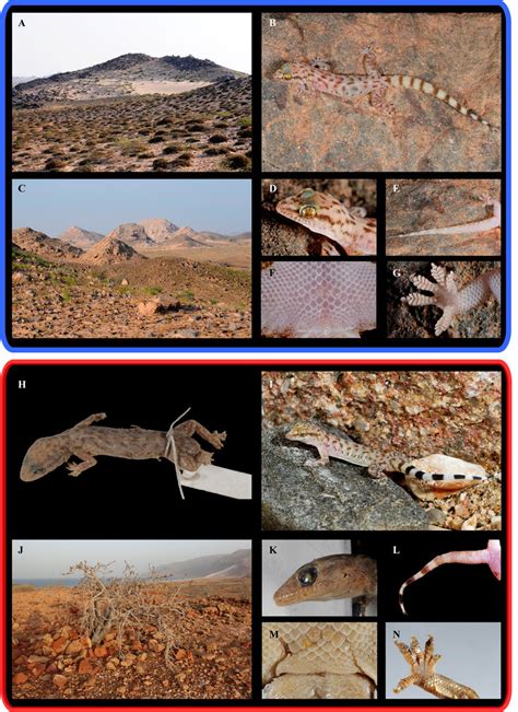 Type localities, general dorsal views and details of Hemidactylus... | Download Scientific Diagram