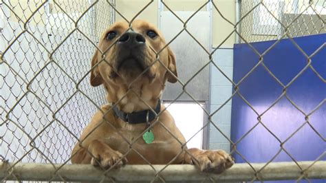 Animal shelters: It's the right time to adopt | wnep.com