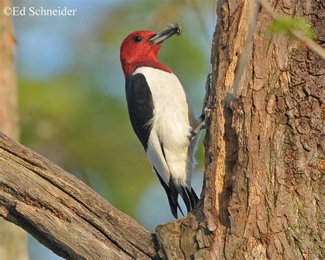 Red-headed Woodpecker | State of Tennessee, Wildlife Resources Agency