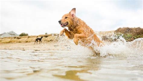 Best Dog Friendly Beaches in Newquay: Top 12– South West Mag