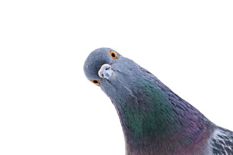 Pigeons : Quelles maladies peuvent-ils transmettre à l'Homme