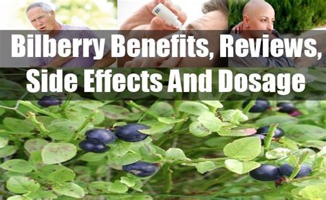 Bilberry Benefits, Reviews, Side Effects And Dosage | Side effects ...