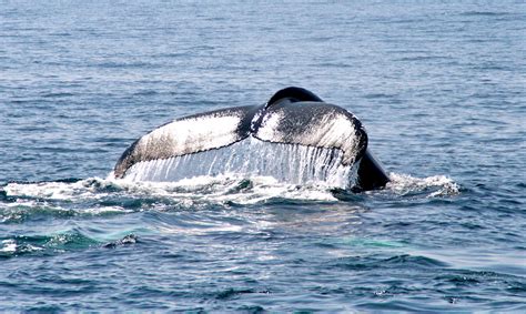 Provincetown, MA Whale Watching | Places to go, Great places, Us road trip