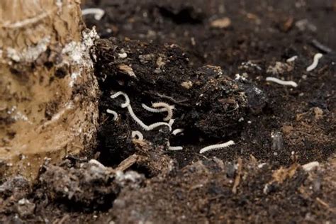 What Are These Tiny Brown Worms in Houseplant Soil? - The American Indoor Plants Informer