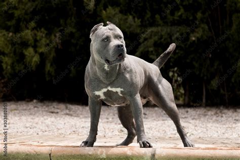 American Bully XL Blueline mit muskulöser Statur Stock Photo | Adobe Stock