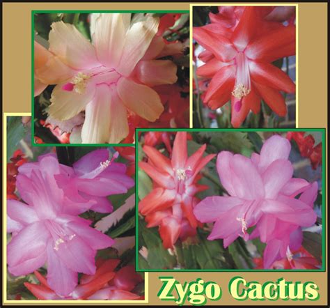 Zygo Cactus | These are my Zygo Cactus flowers… The salmon r… | Flickr