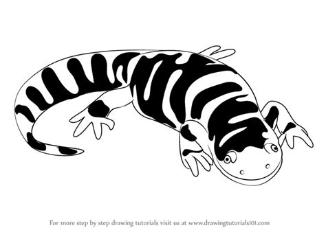 How to Draw a Tiger Salamander (Amphibians) Step by Step | DrawingTutorials101.com