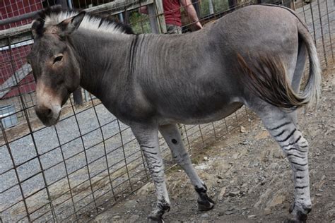 Zonkey - Facts and Beyond | Biology Dictionary