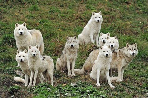 Pack Of White Wolves