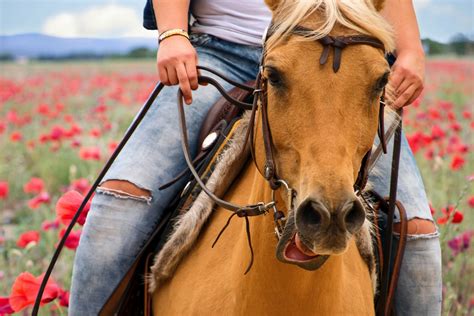 Horse Rider Poppy Fields Free Stock Photo - Public Domain Pictures