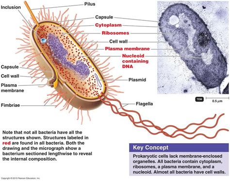 Structures External To The Cell Wall | Prokaryotic cell, Cell wall, Bacterial cell structure