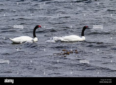 Black-necked swan Cygnus melancoryphus pair with cygnets on the sea at ...