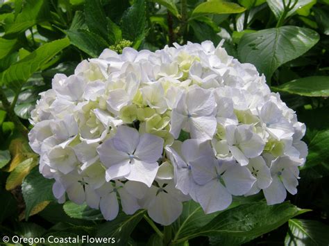 White hydrangeas | Oregon Coastal Flowers