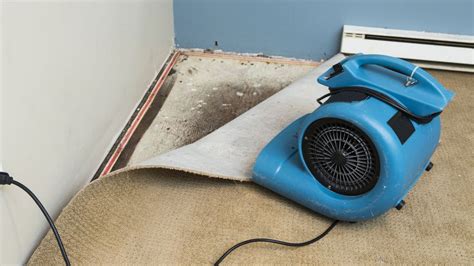 How to remove carpet mold | Live Science