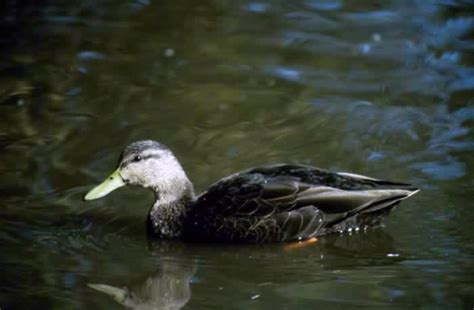 American Black Duck - Anas rubripes | Wildlife Journal Junior