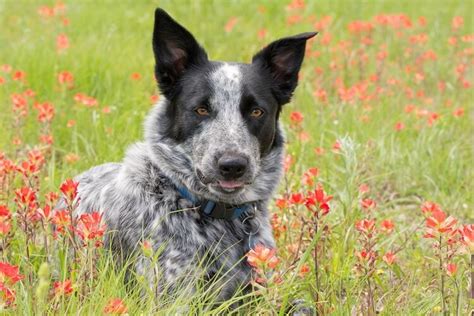 Are Australian Shepherds And Blue Heelers The Same