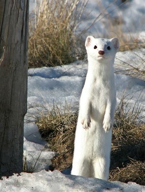 Curious Long-tailed Weasel in winter coat. photo: annkelliott. | Unusual animals, Animals ...