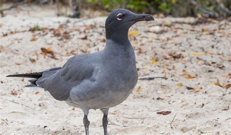 Galapagos Lava Gull Bird - Facts, Information & Habitat