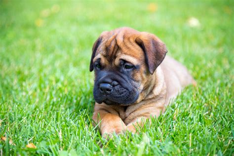 Bullmastiff: Dog Breed Characteristics & Care