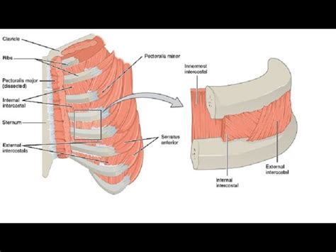 Difference Between Internal And External Intercostal Muscles