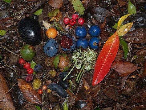 an assortment of fruits and berries on the ground with leaves, mulchs, and acorns