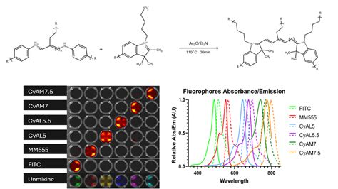 Synthesis of Water-Soluble Cyanine Dyes for Labeling Applications - SUNY Poly Research