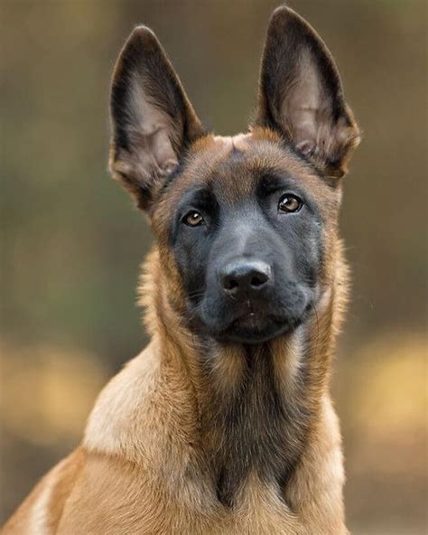 15 Amazing Facts About Belgian Malinois You Probably Never Knew | The ...