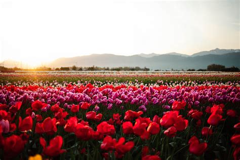 Abbotsford Tulip Festival | Family Fun Vancouver