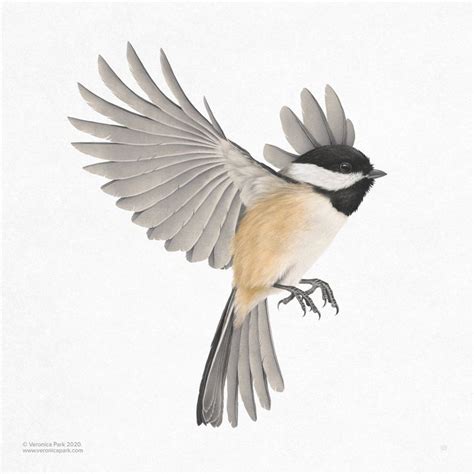 Black Capped Chickadee, an art print by Veronica Park | Tatuajes pierna, Aves, Flores