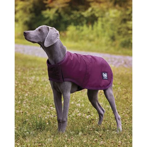 Dover Dog Blanket | Dover Saddlery