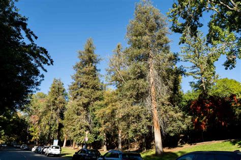 How to Grow & Care for Sequoia Sempervirens (Coast Redwood)