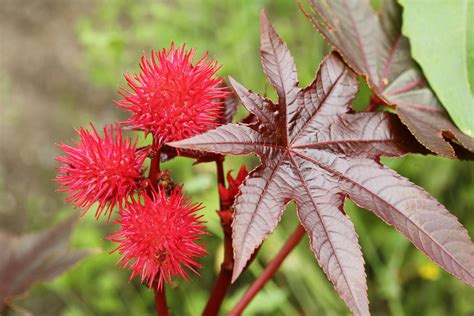 Castor Bean Poisoning in Dogs - Symptoms, Causes, Diagnosis, Treatment ...
