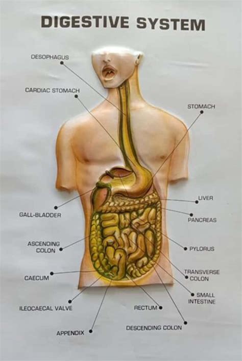 Supertek Large Raised Relief Human Anatomy Digestive System Plaque Model | Fisher Scientific