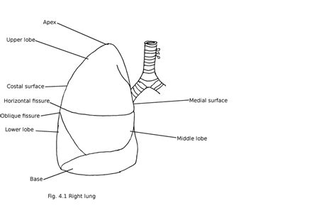 Lungs - myhumananatomy