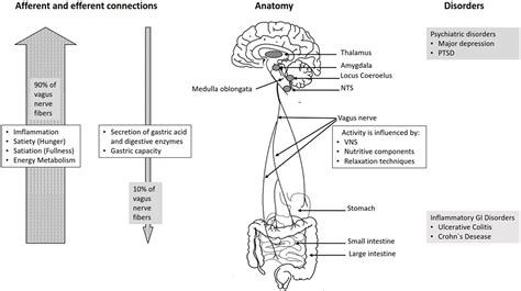 Frontiers | Vagus Nerve as Modulator of the Brain–Gut Axis in Psychiatric and Inflammatory Disorders