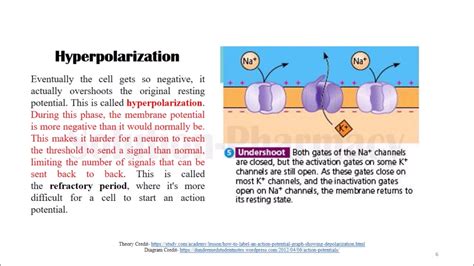 Difference Between Depolarization And Hyperpolarization