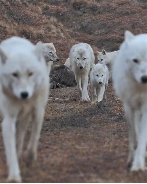 A pack of white wolves : r/natureismetal