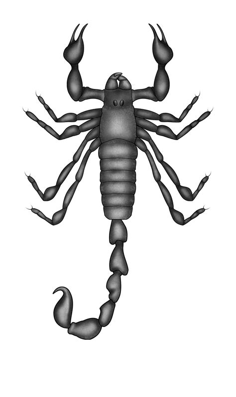 Scorpion identification guide - The Australian Museum