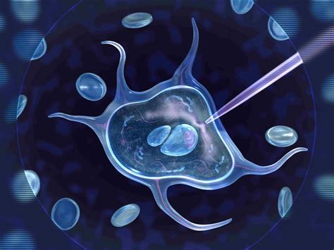 Somatic cell nuclear transfer (SCNT)