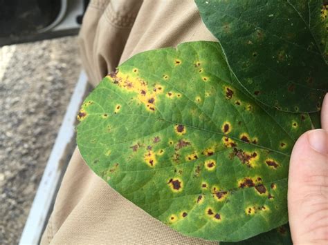 Soybean Disease Update: July 5, 2015 | Mississippi Crop Situation