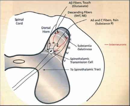 Anatomy of Pain and Analgesia - Respiratory Depression