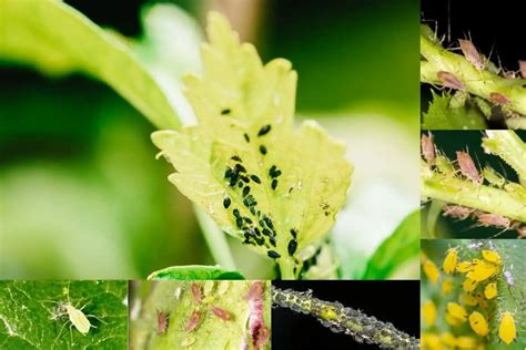 How To Get Rid Of Aphids- Best Natural Methods - Gardening Dream